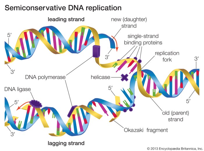 Dna structure and replication packet