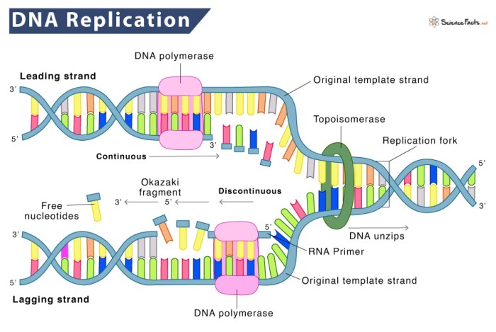 Dna structure and replication packet