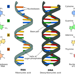 Dna replication synthesis protein packet worksheet biology test followers