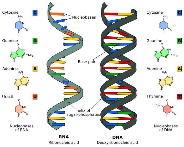 Dna replication synthesis protein packet worksheet biology test followers