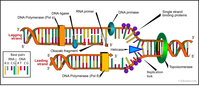 Shmoop replication study