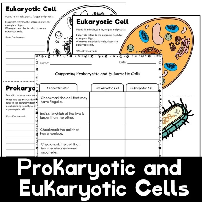 Prokaryotic cells worksheet answer key