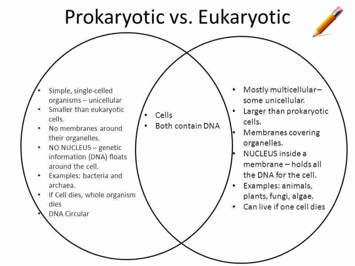 Prokaryotic cells worksheet answer key