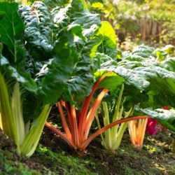 Chard swiss spinach peppermint fordhook