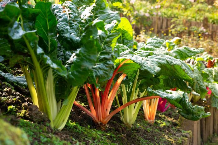 Chard swiss spinach peppermint fordhook