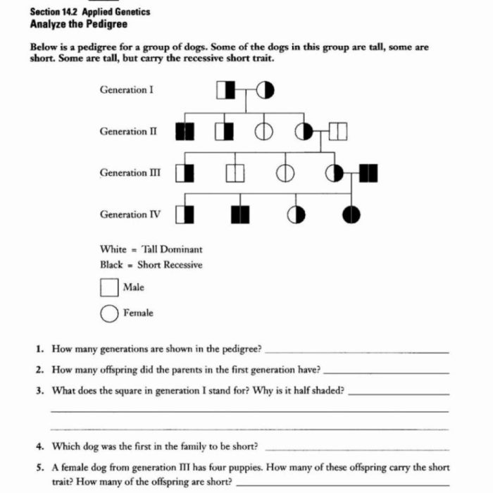 Chapter 11 dna and genes worksheet answer key